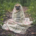 Who Else Wants To Hide Out Under A Blanket All Day?